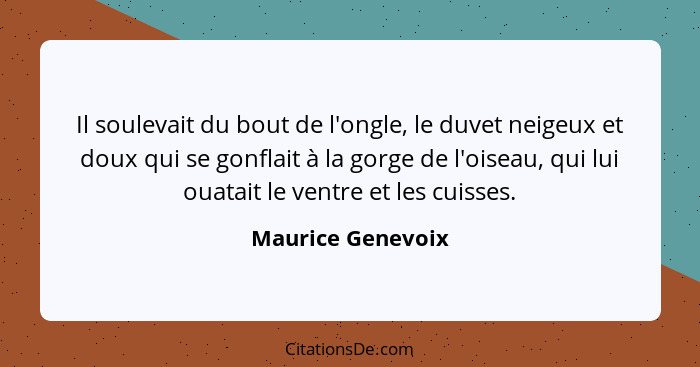 Il soulevait du bout de l'ongle, le duvet neigeux et doux qui se gonflait à la gorge de l'oiseau, qui lui ouatait le ventre et les... - Maurice Genevoix