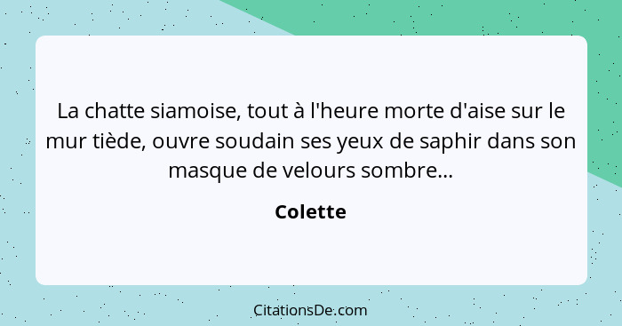 La chatte siamoise, tout à l'heure morte d'aise sur le mur tiède, ouvre soudain ses yeux de saphir dans son masque de velours sombre...... - Colette