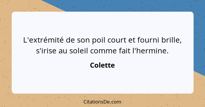 L'extrémité de son poil court et fourni brille, s'irise au soleil comme fait l'hermine.... - Colette