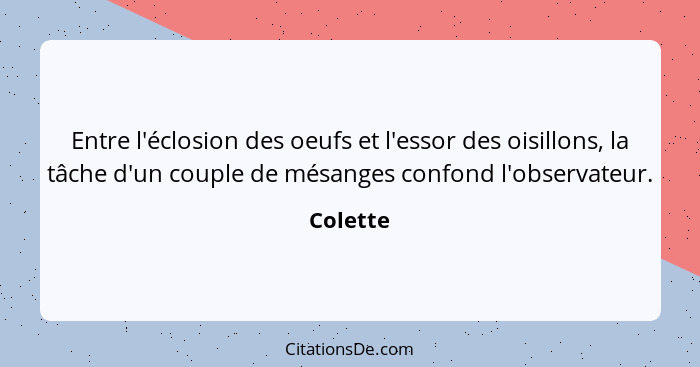 Entre l'éclosion des oeufs et l'essor des oisillons, la tâche d'un couple de mésanges confond l'observateur.... - Colette