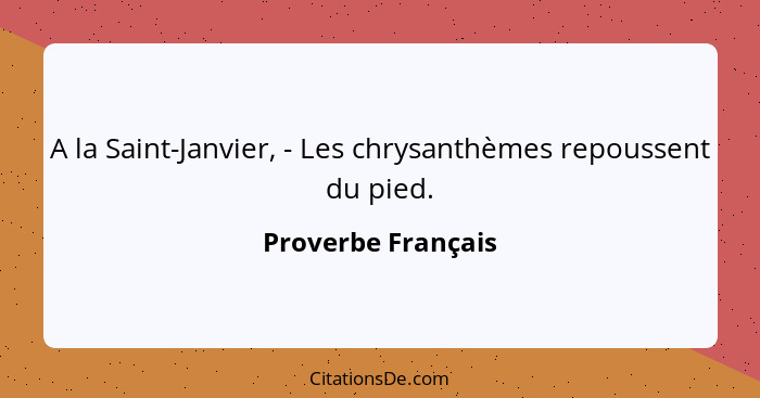 A la Saint-Janvier, - Les chrysanthèmes repoussent du pied.... - Proverbe Français
