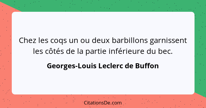 Chez les coqs un ou deux barbillons garnissent les côtés de la partie inférieure du bec.... - Georges-Louis Leclerc de Buffon