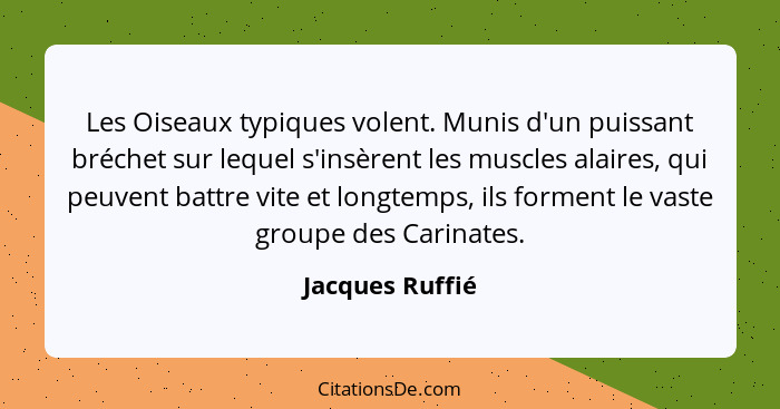 Les Oiseaux typiques volent. Munis d'un puissant bréchet sur lequel s'insèrent les muscles alaires, qui peuvent battre vite et longte... - Jacques Ruffié